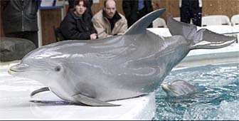 Dolphin death toll rises in Connyland - SWI swissinfo.ch