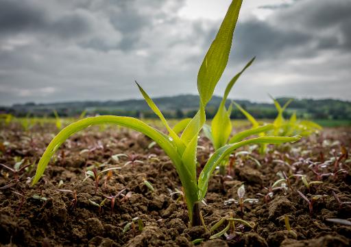 Precios De Maíz Trigo Y Soja Suben En El Mercado De Chicago Swi Swissinfo Ch