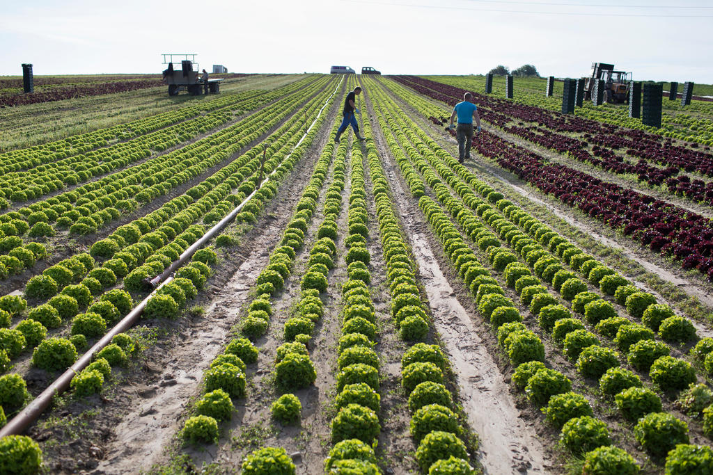 Foreign workers from Poland cut organically-grown salad in a field near Kerzers
