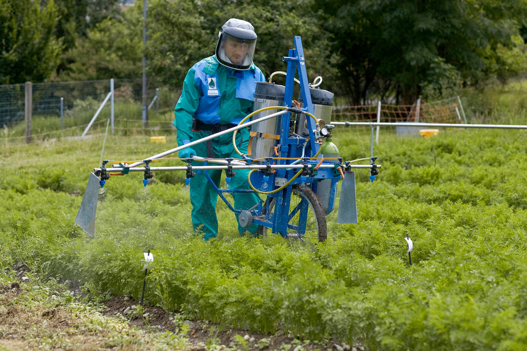 A man in a protective suit sprays pesticides over a field of crops