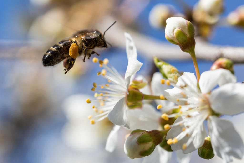 Пчелы вносят солидный вклад в процветание экономики страны. 