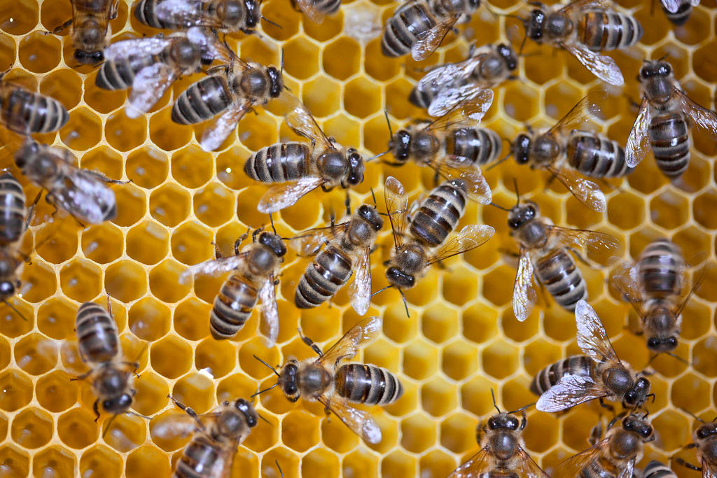 Panal de abejas. Hallan trazas de insecticidas en la miel de diferentes países.