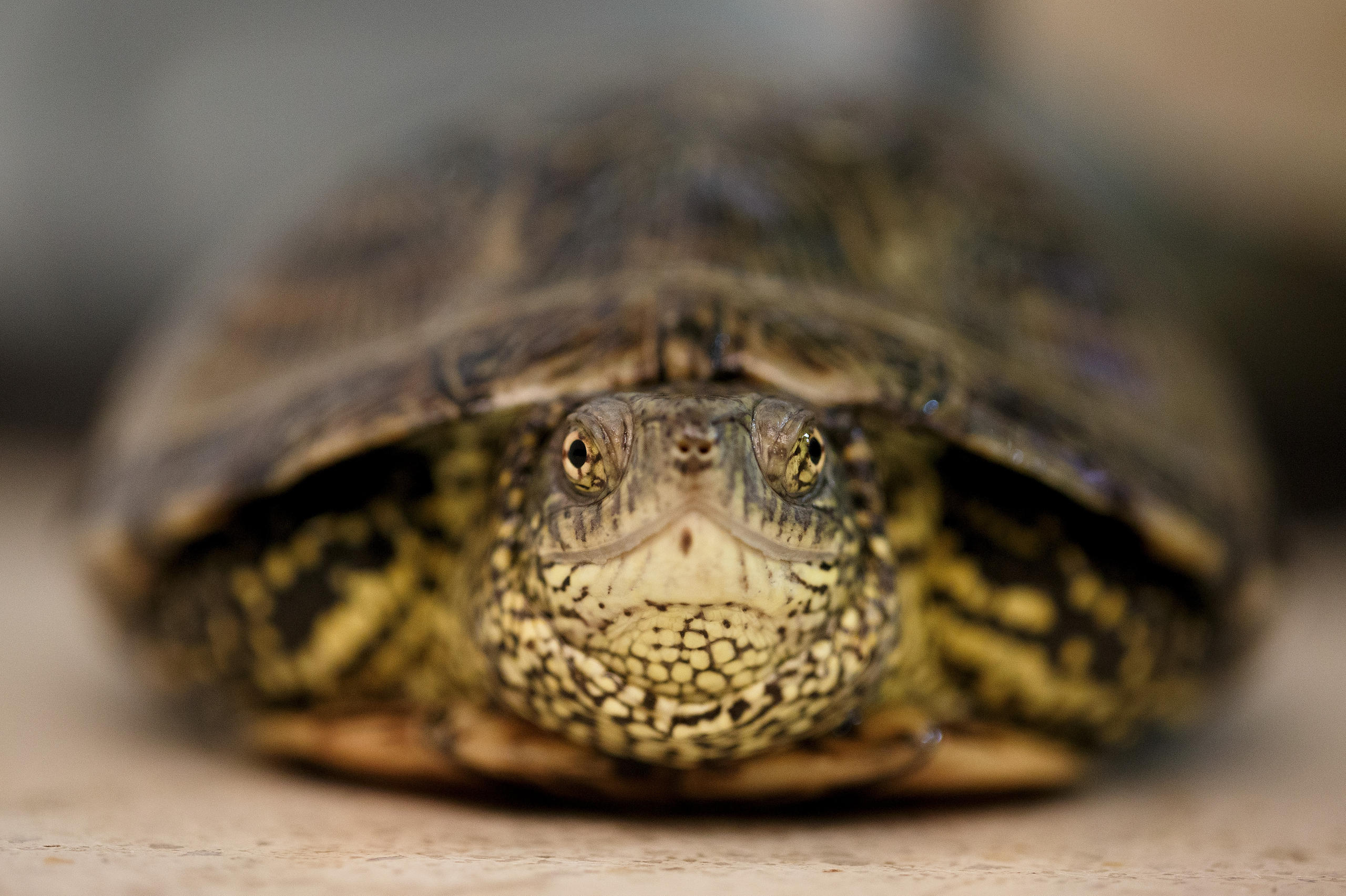 瑞士发现欧洲泽龟幼仔