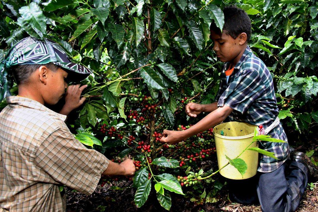 أطفال يعملون في مزرعة قهوة.