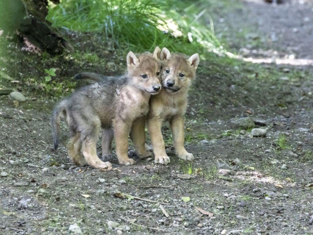 Quatre louveteaux mongols sont nés au zoo de Zurich - SWI swissinfo.ch