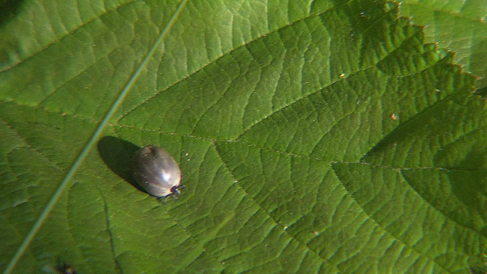 Tic on leaf