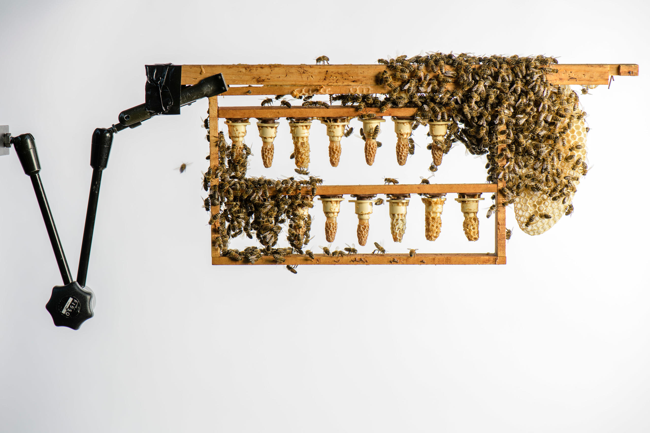 ハチの育房がぶらさがった巣箱