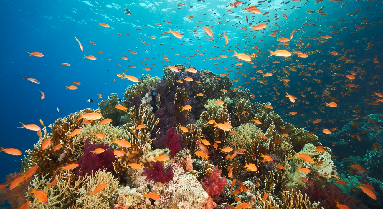 Diplomazia scientifica svizzera alla ribalta con corallo del Mar Rosso -  SWI