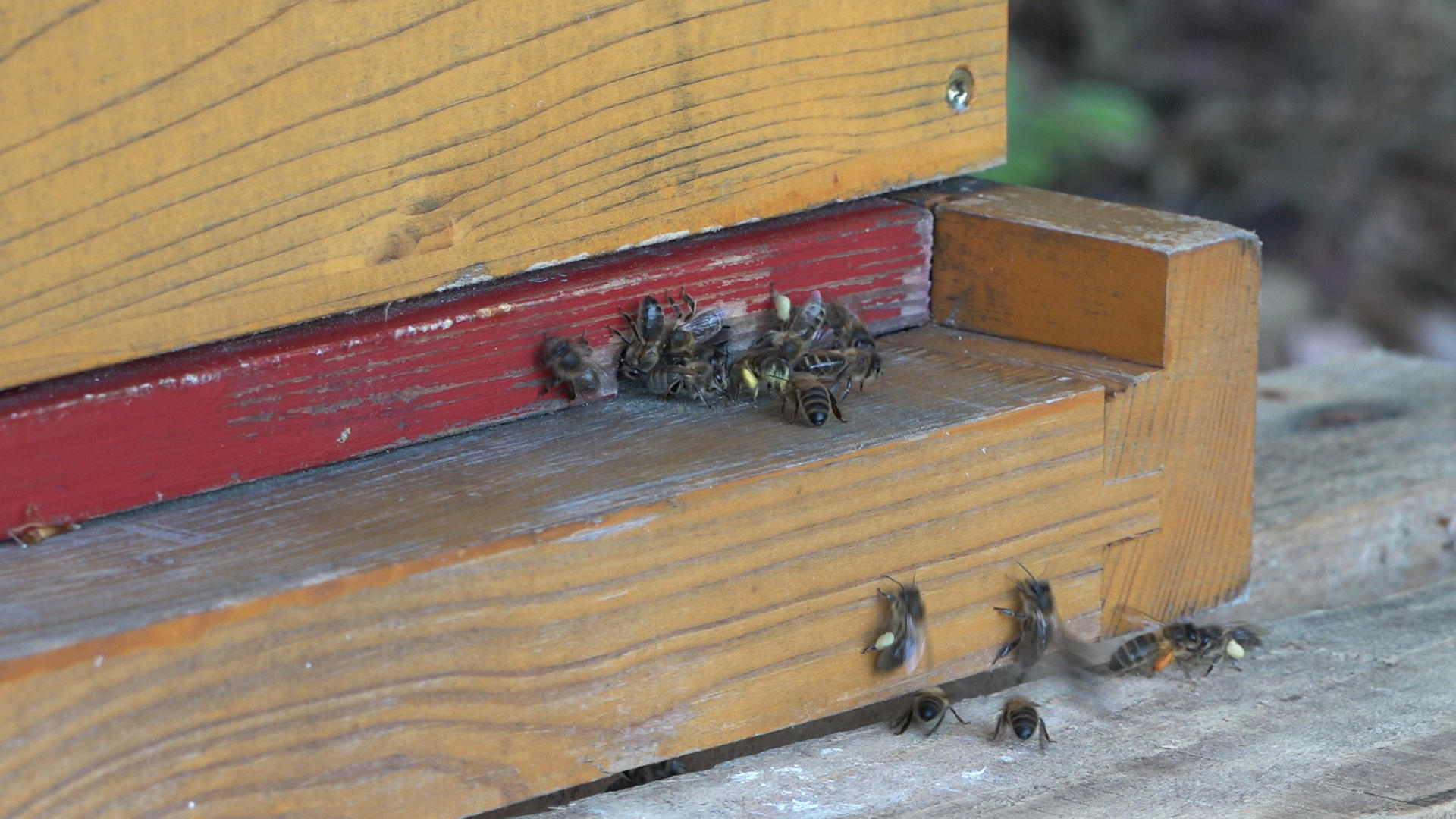abejas cerca de una caja
