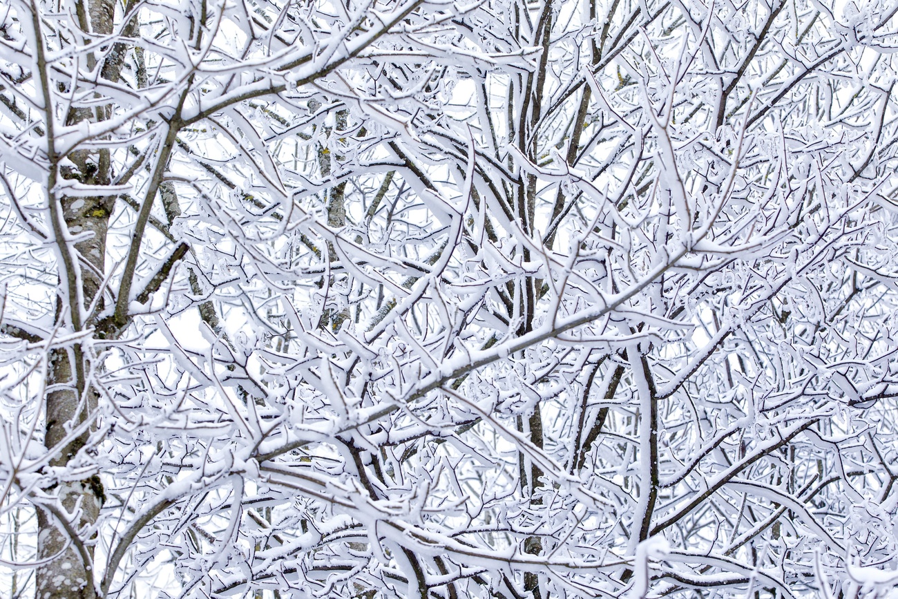 Alberi innevati e gelati sulle colline zurighesi