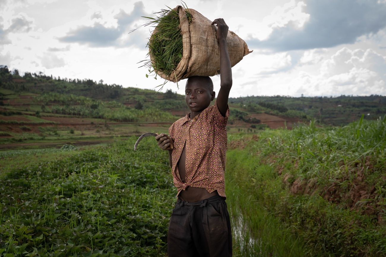 Jean Claude Niyibizi, 13 years old, is cutting grass to feed the cows of his parents.