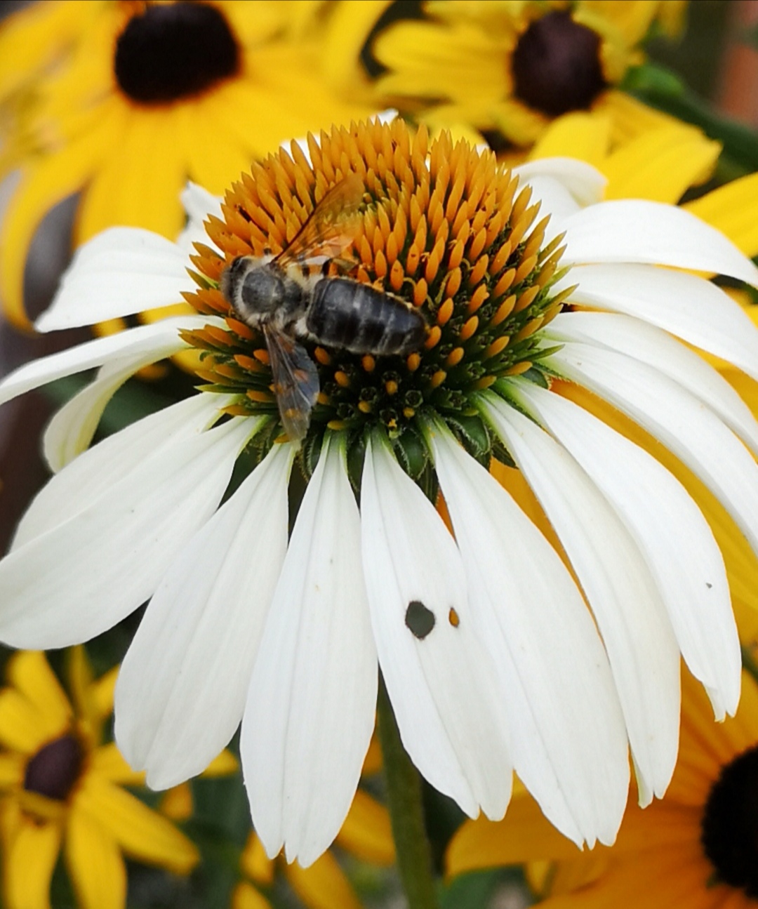 Swiss bee on flower