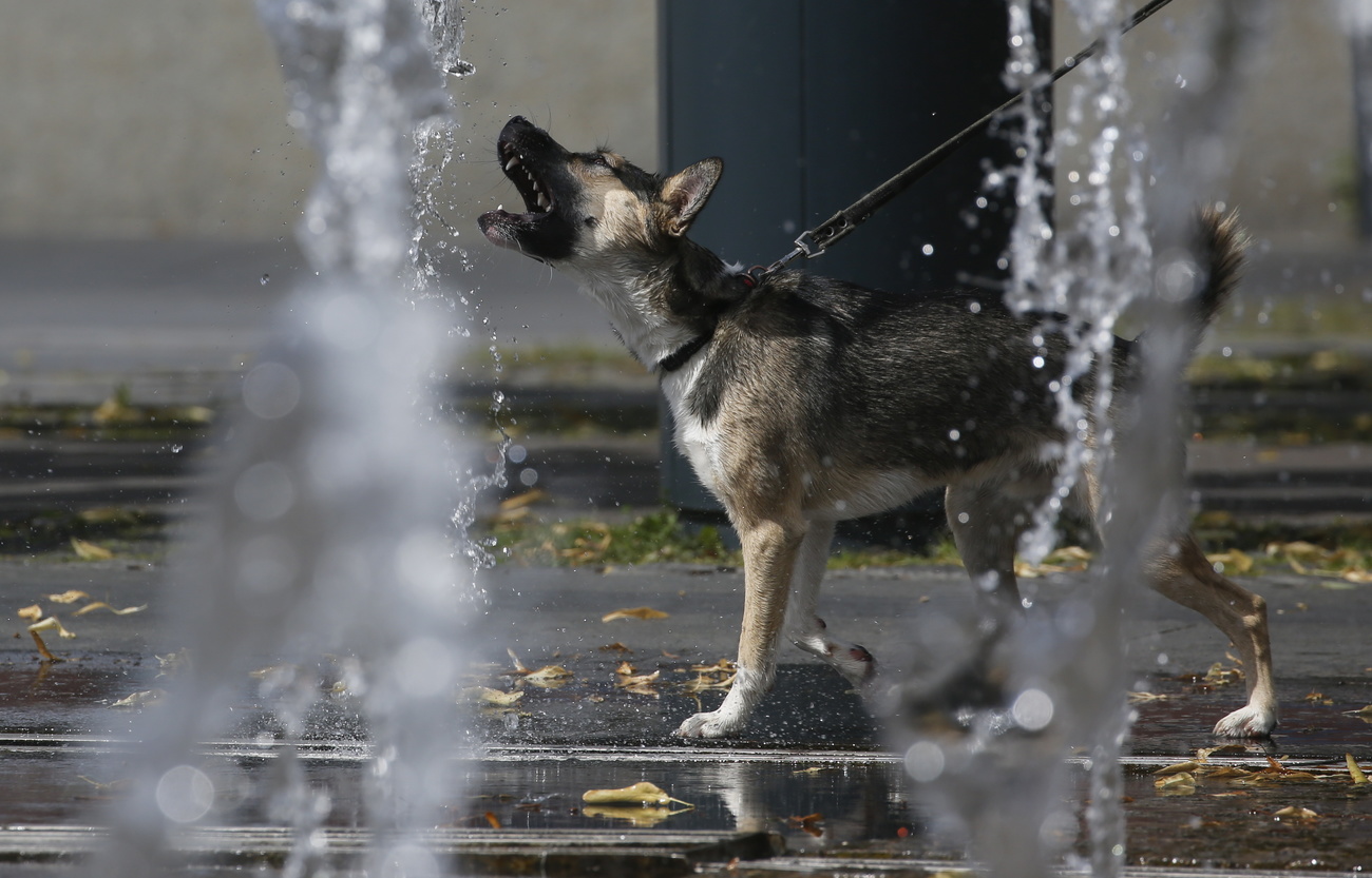 dog drinking water