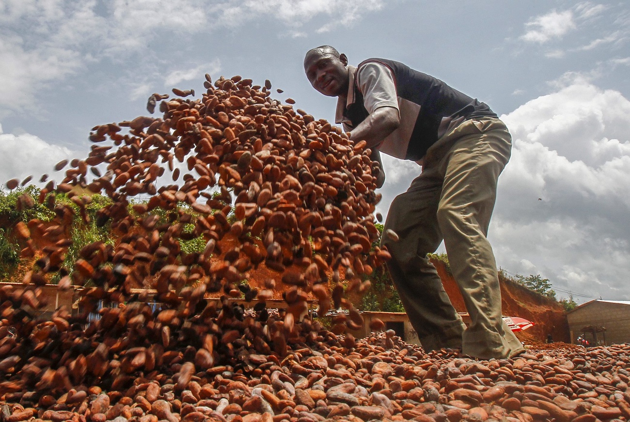 Productor africano de cacao