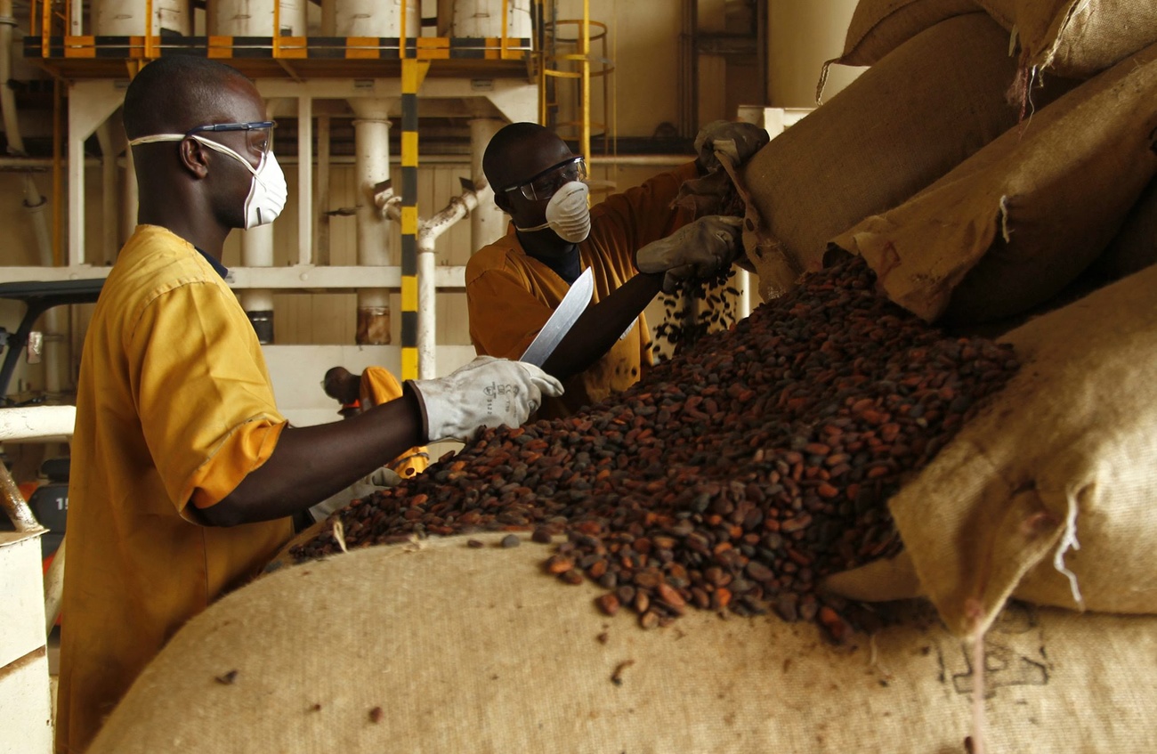 productores de cacao africanos