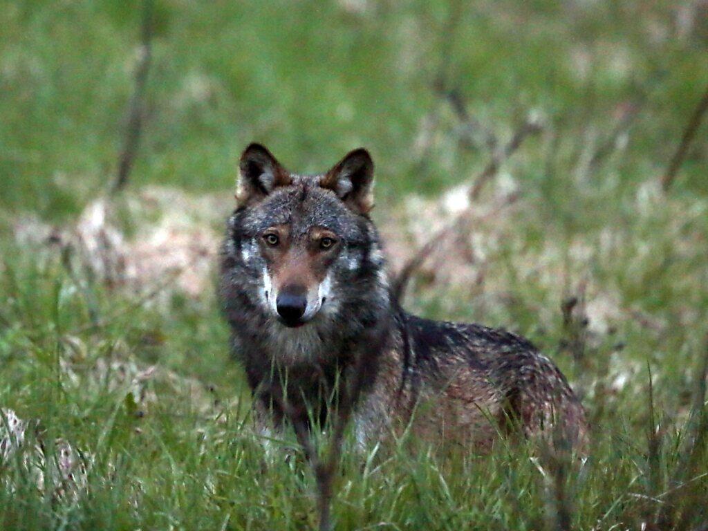 Kompatscher, 'sui grandi predatori c'è apertura in Europa'. Via libera allo  spray per forestali. In Carinzia abbattuto un altro lupo – LaVocedelNordEst