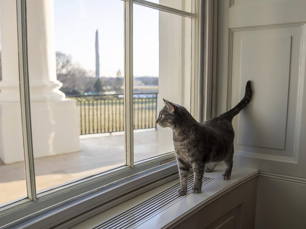 Les Biden accueillent la chatte Willow à la Maison Blanche - SWI  swissinfo.ch