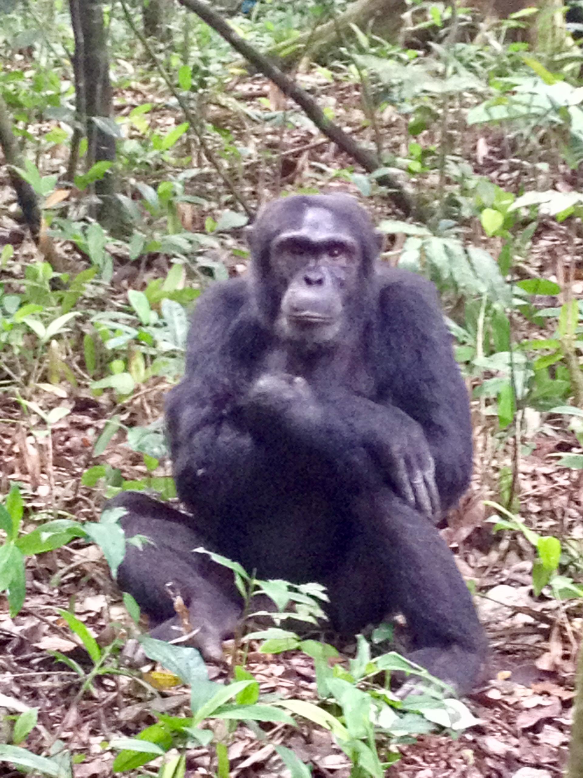 chimpanzee in forest