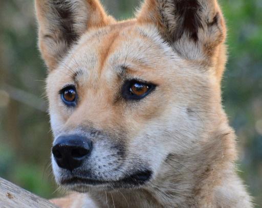 los perros evolucionaron de los lobos