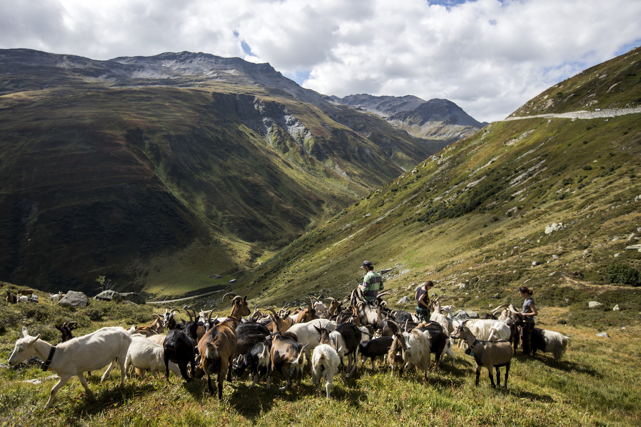 Paisaje alpino con cabras