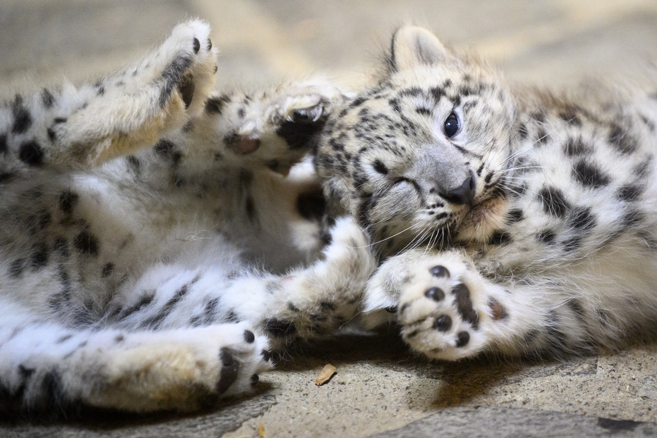 Deux bébés léopards des neiges