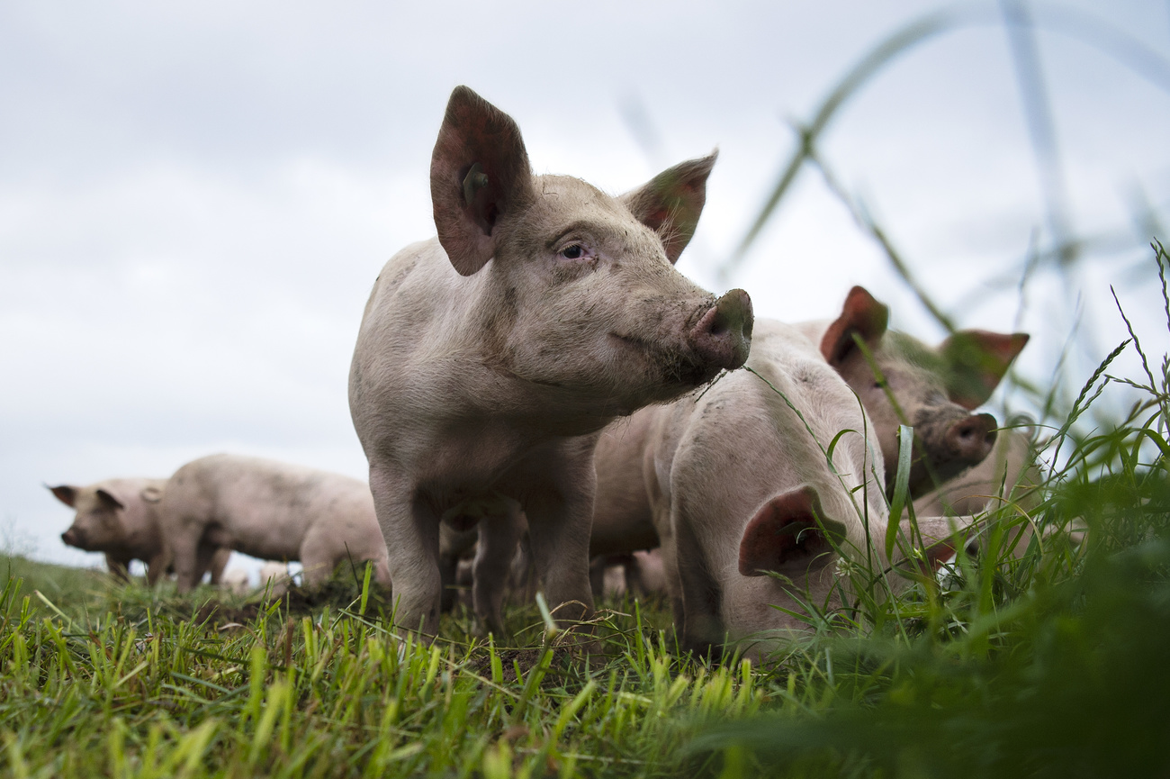 豬群在廣闊的戶外嬉戲：對於發起公民動議反對集約化養殖的協會來說，這就是他們所推崇的農業願景。