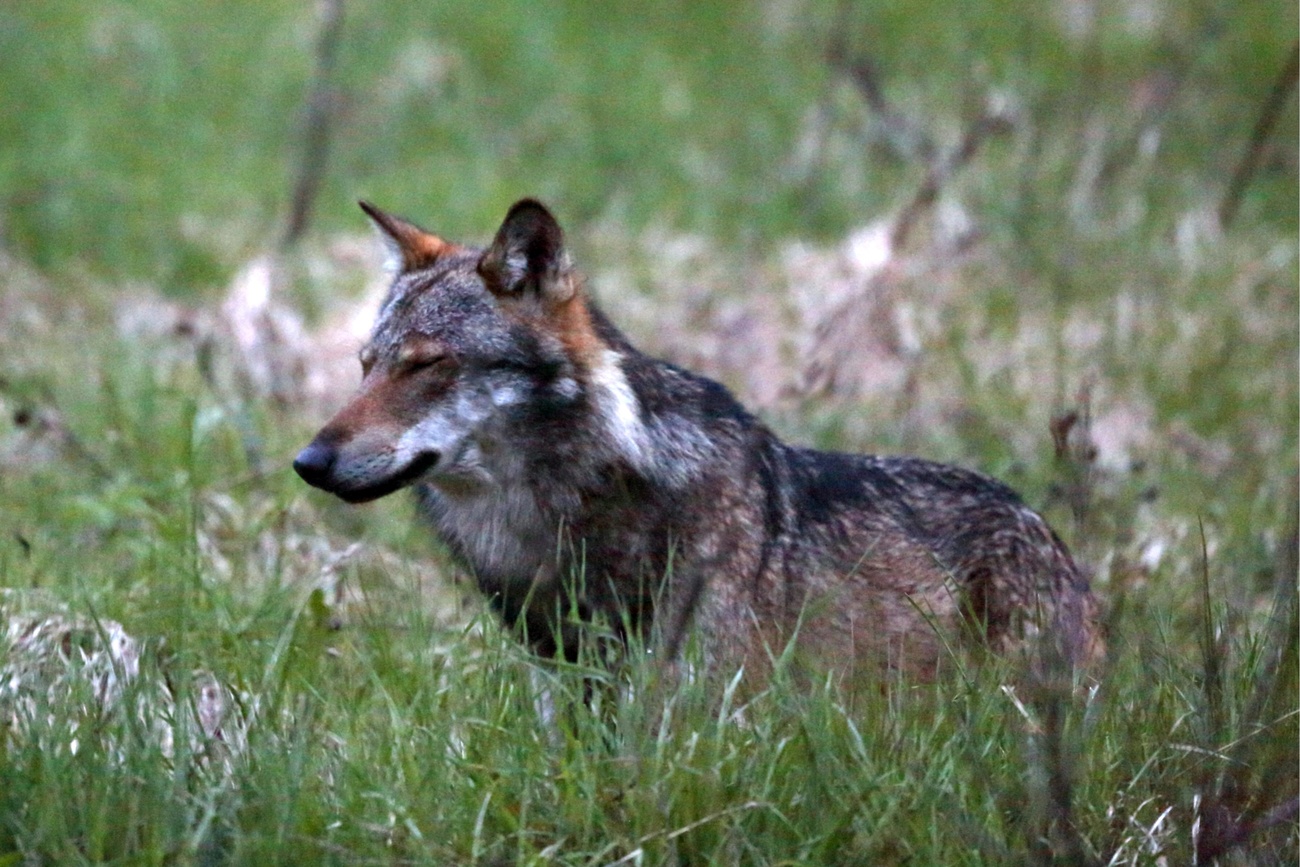 瑞士境内首次目击到野狼是在约30年前。此前一百多年间，该物种(在欧洲)已经灭绝。