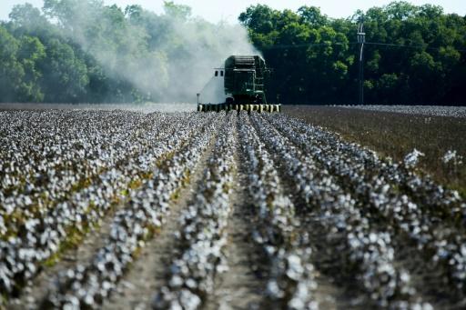 El suministro mundial de algodón en picada por fuertes sequías
