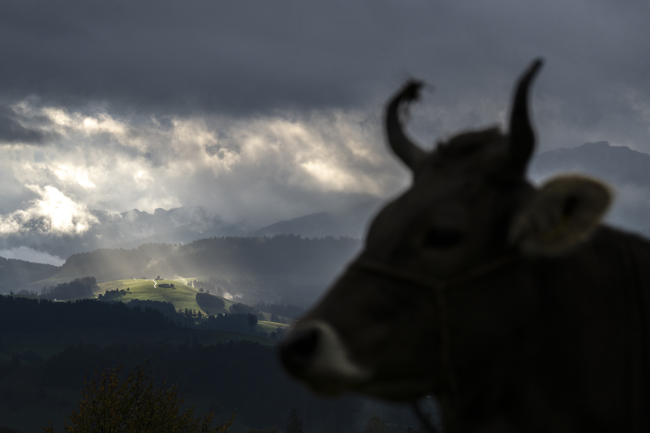 Cow in front of mountain