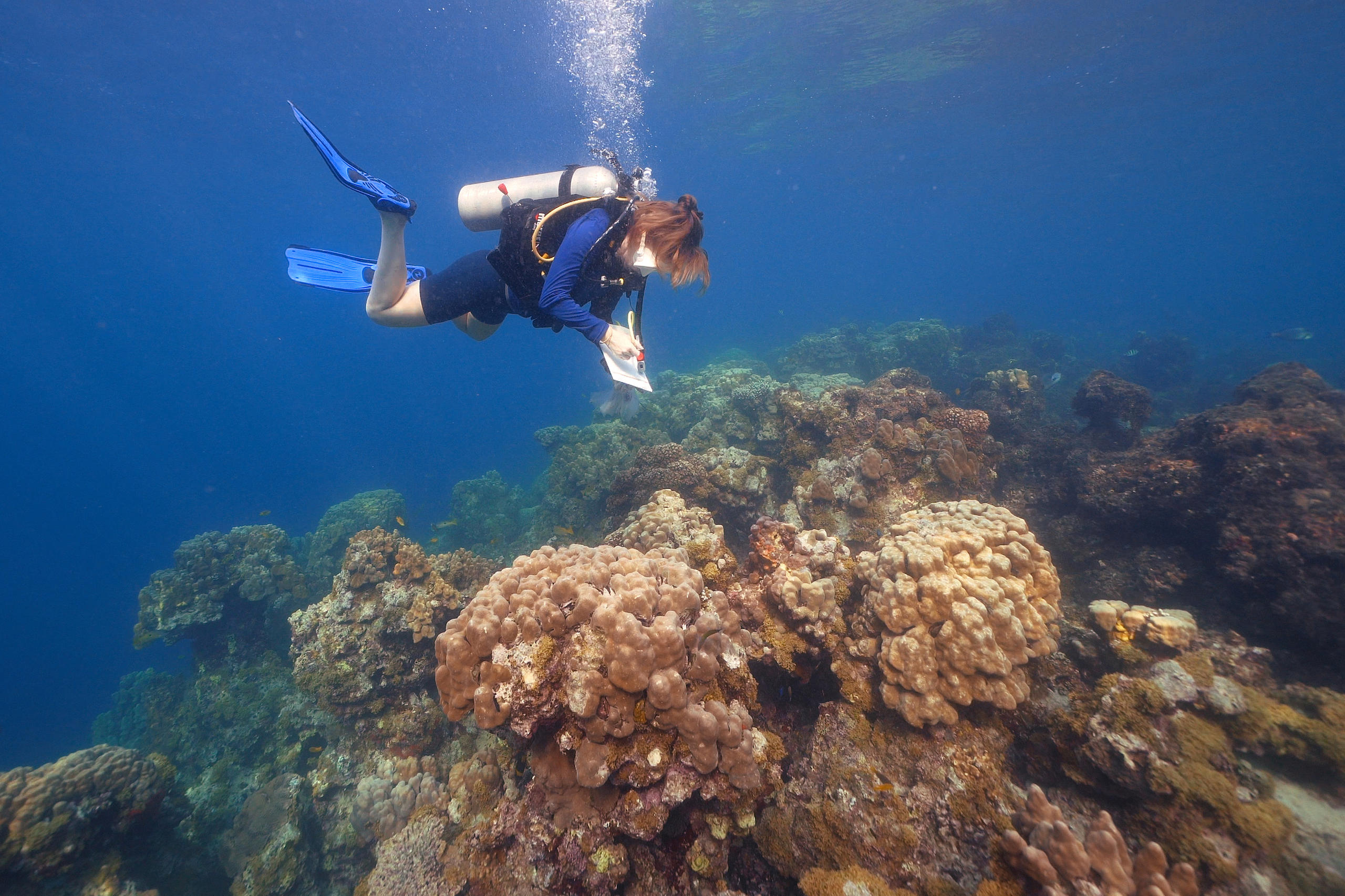 洛桑聯邦理工大學跨國紅海研究中心的報告證實，吉布提塔朱拉灣的珊瑚幾乎沒有出現白化現象。