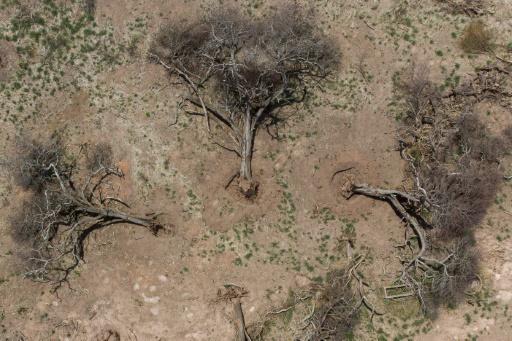 La agricultura y la ganader a devoran los bosques del Gran Chaco