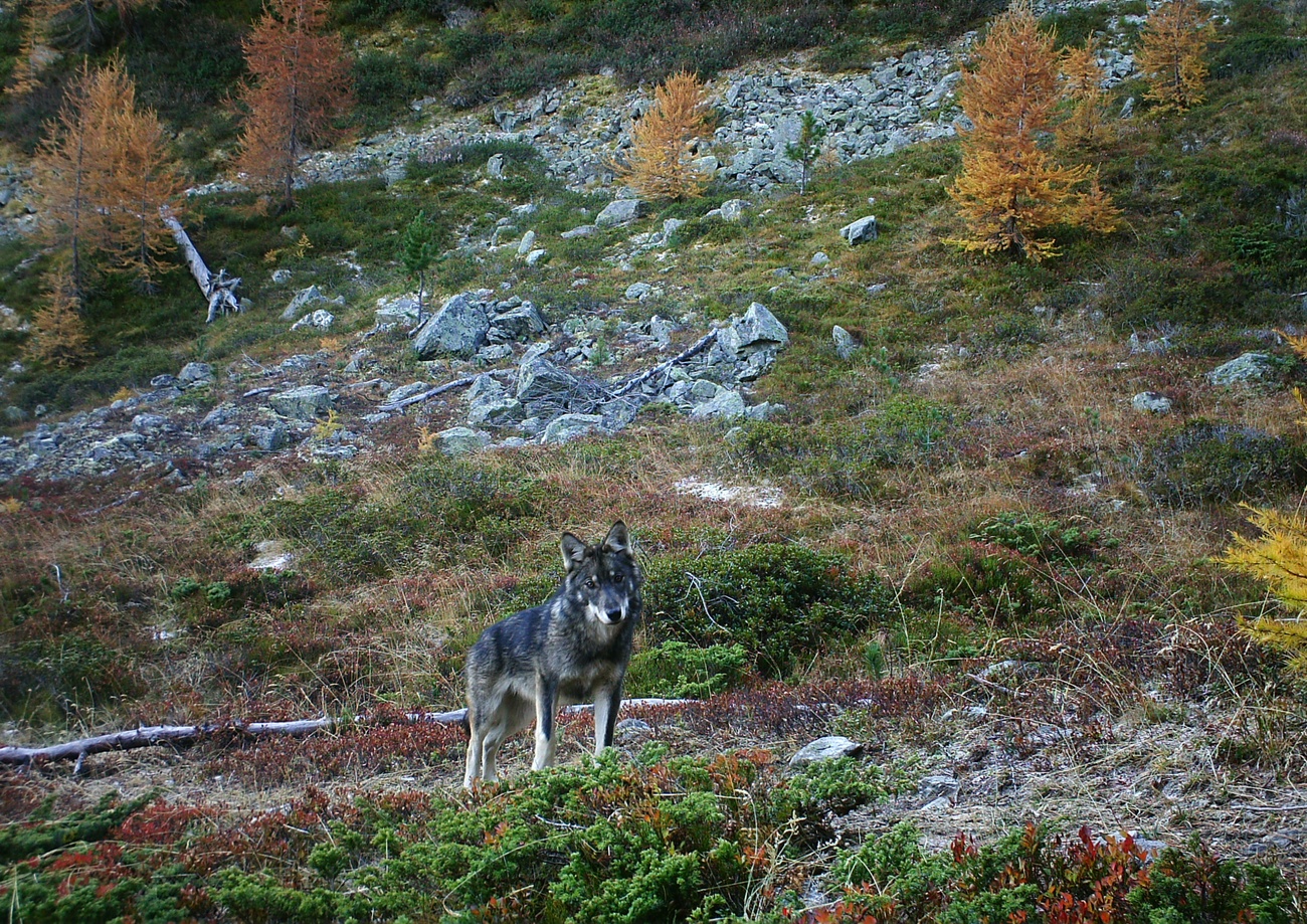 Lobos en Suiza