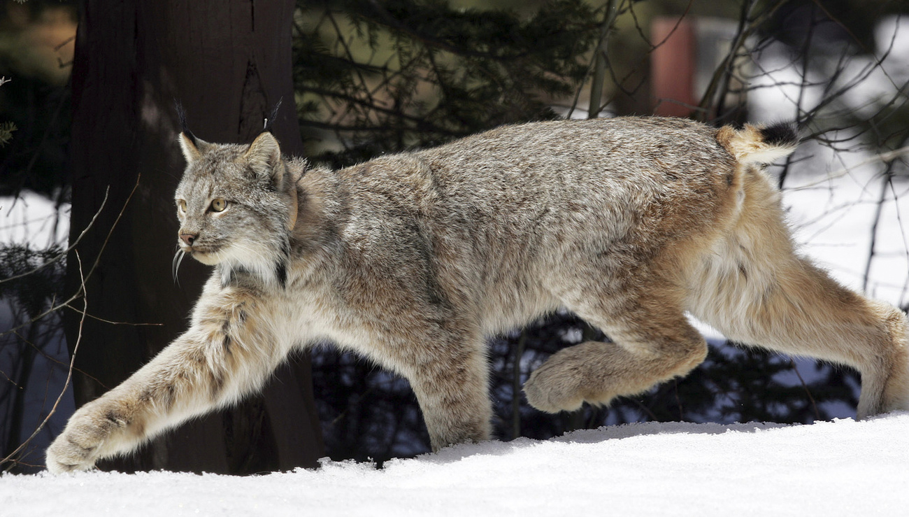 Luchs caminhando pela neve