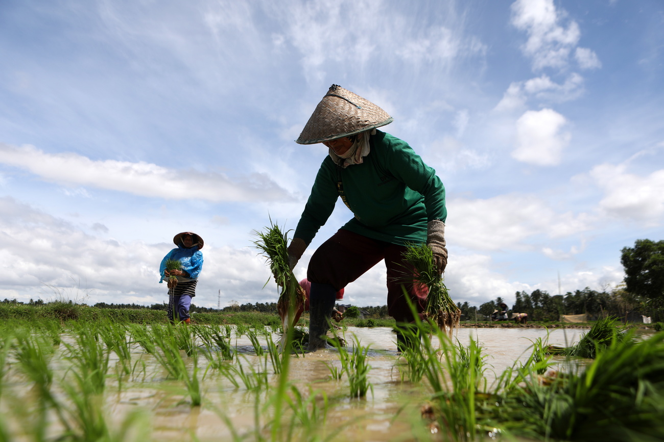 Farmers cultivate rice in a paddyfield in Indonesia