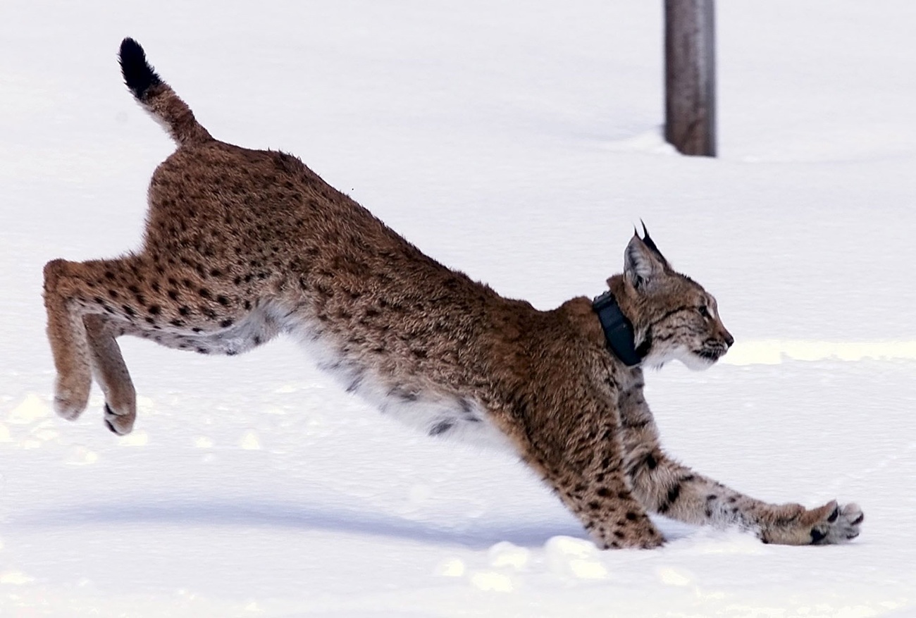 Lince libertado na Suíça