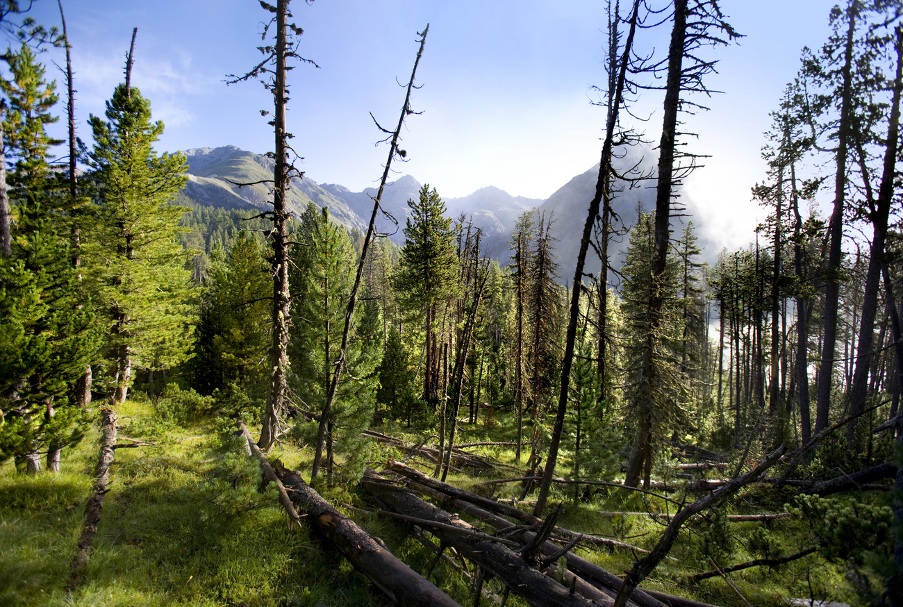 Swiss forest