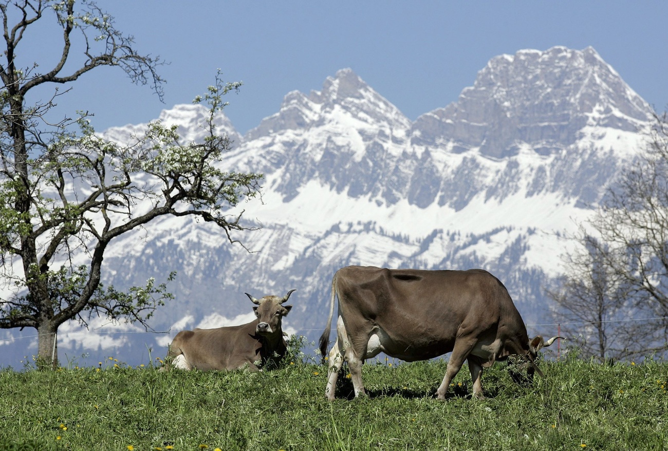 Grazing cows