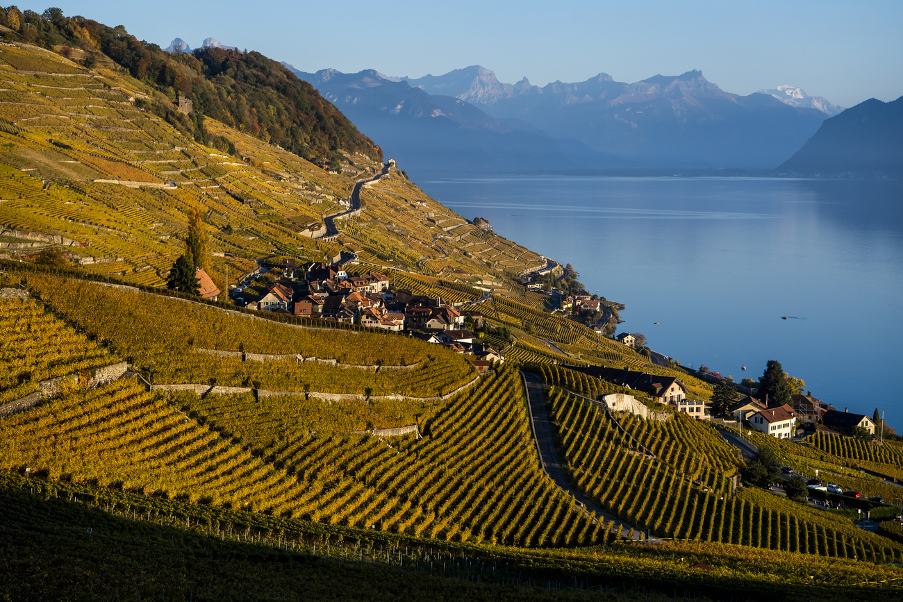 vineyards above a lake