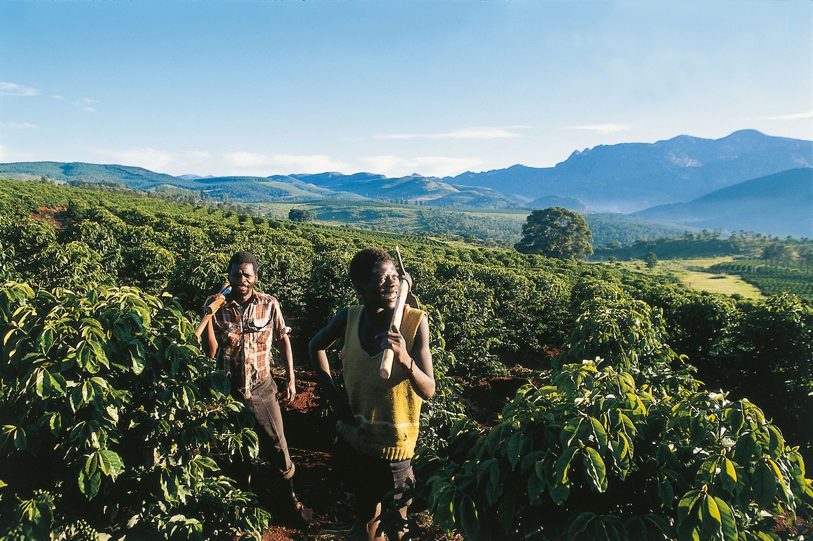 due coltivatori in una piantagione di caffé