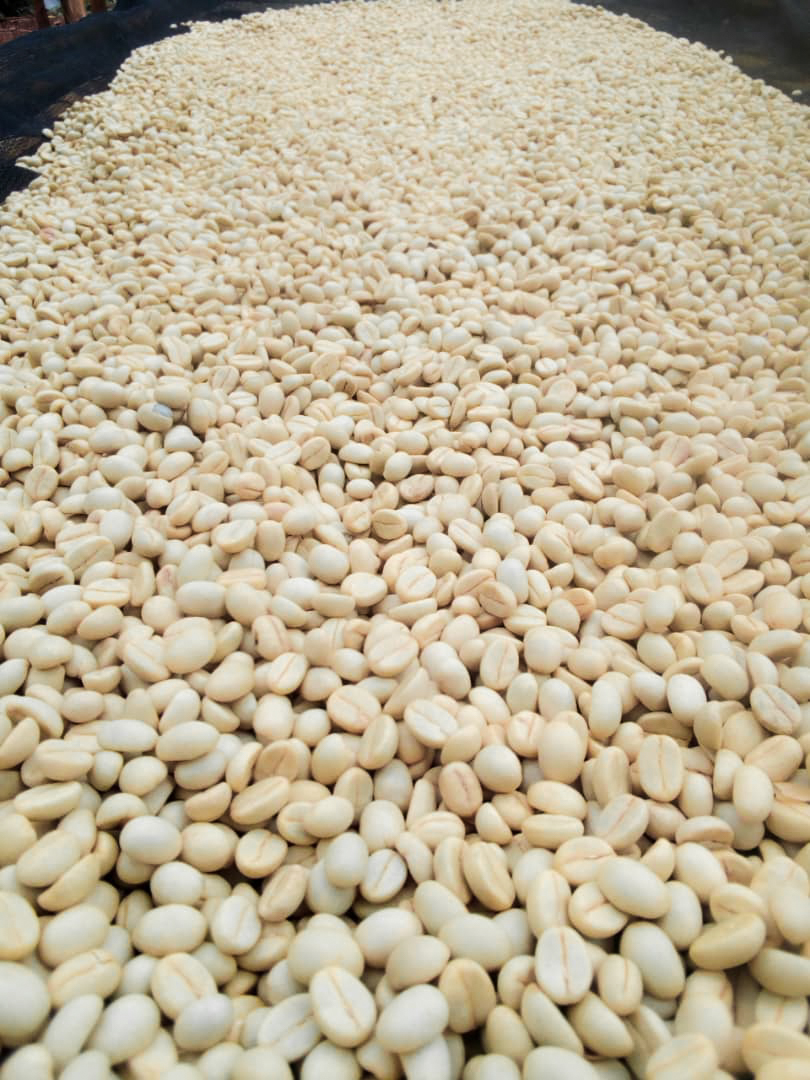 Coffee laid out to dry