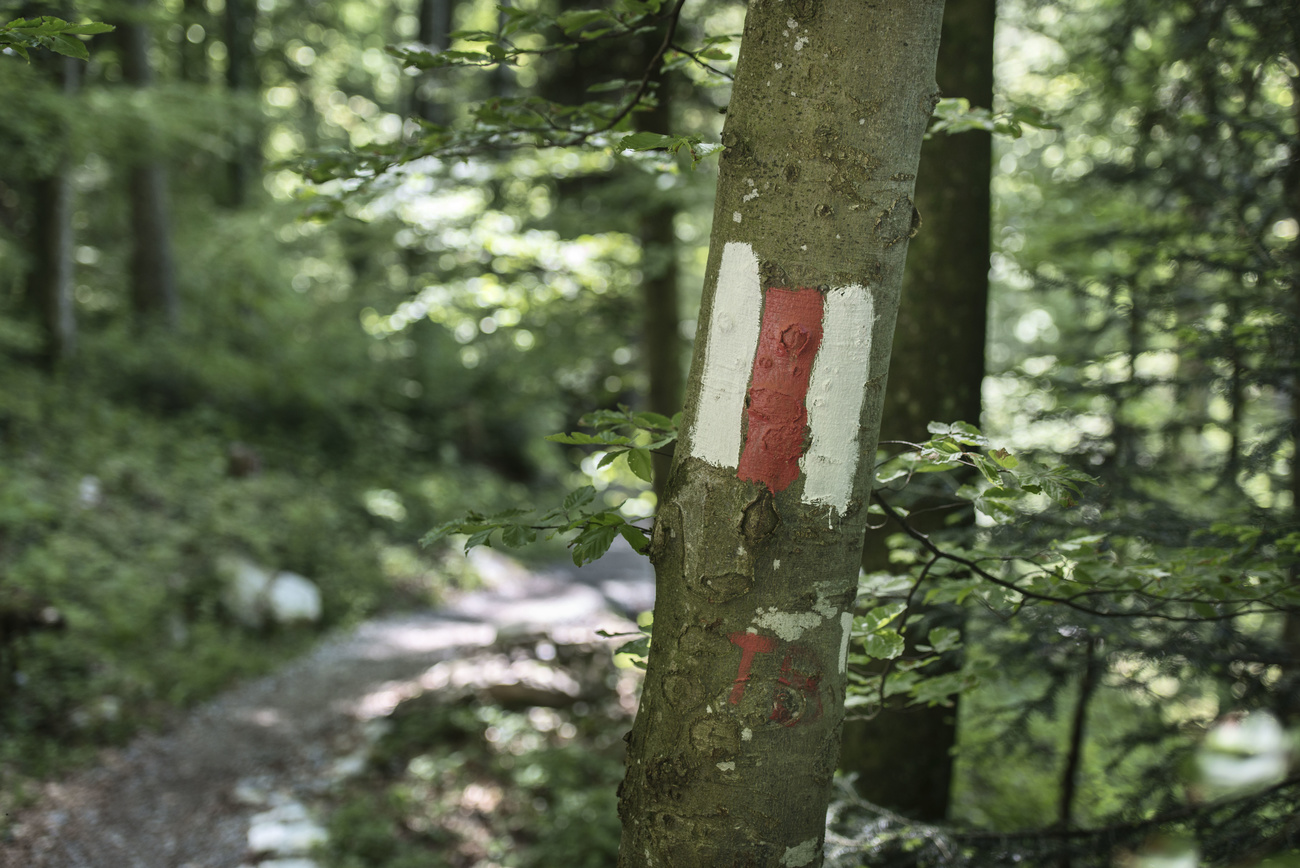 tronco di albero con segno bianco-rosso-bianco dipinto a indicare un sentiero