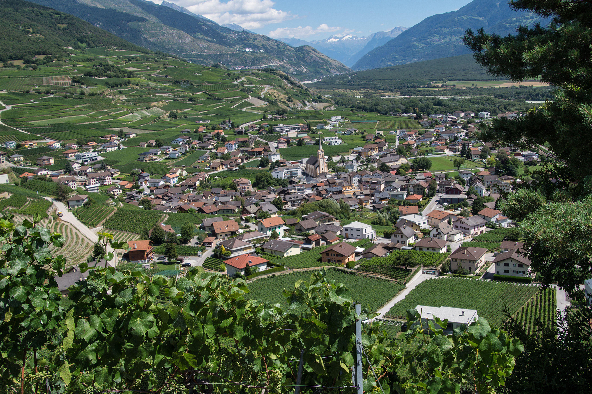 ザルゲッシュ村（フランス語でサルケネン）は、スイスでも有数のワイン産地だ