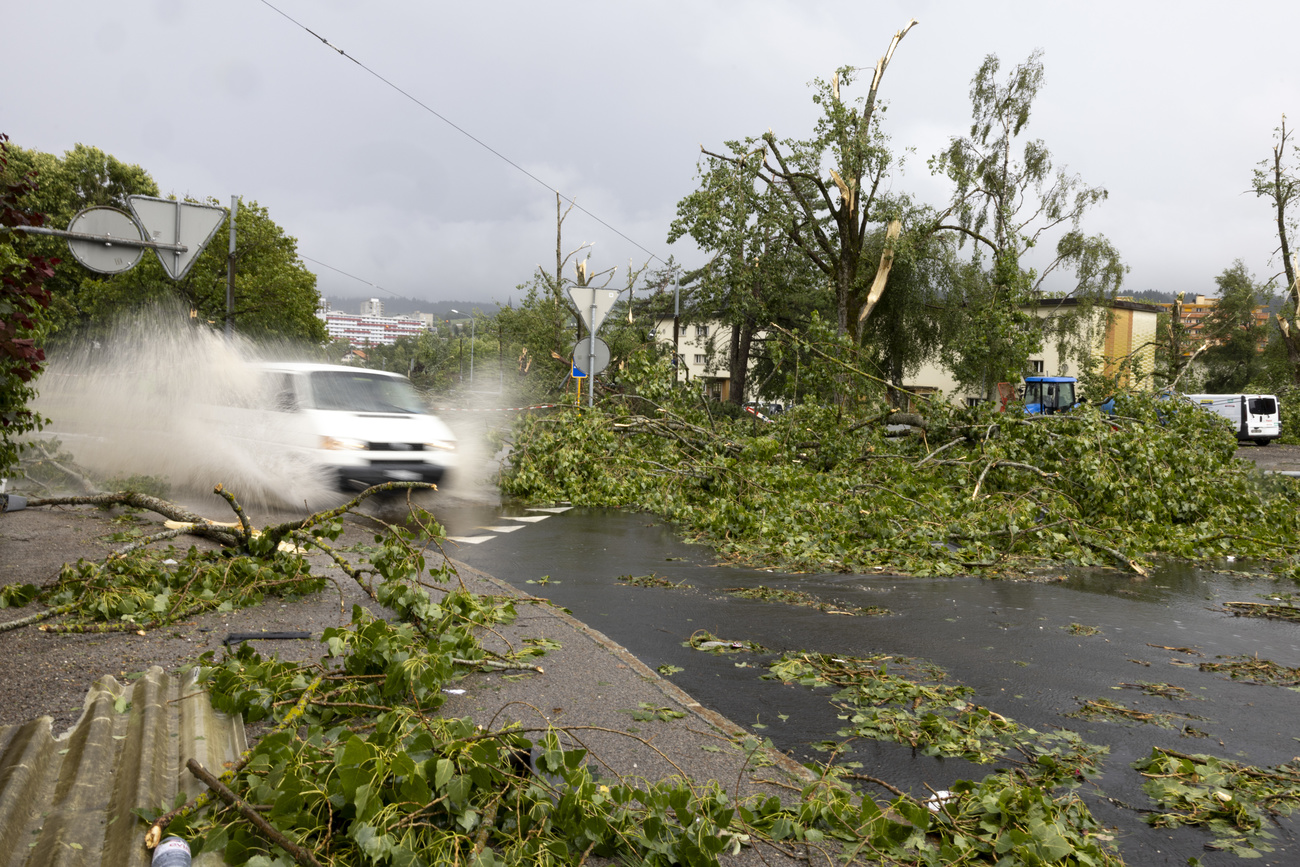 alberi caduti su una strada