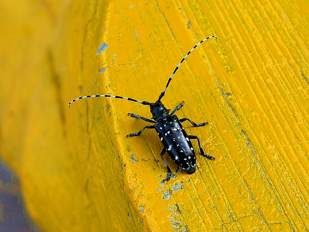 tarlo asiatico delel radici (bianco e nero) su pezzo di legno tinto di giallo