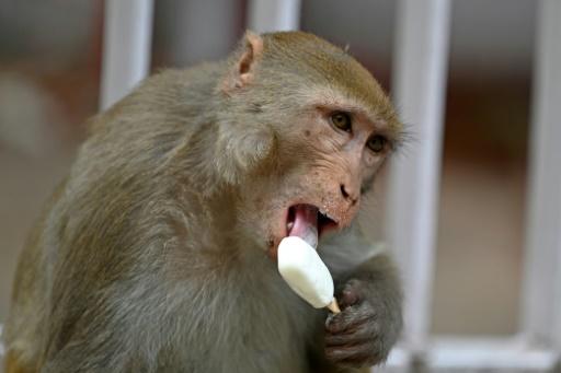 monos comiendo helado