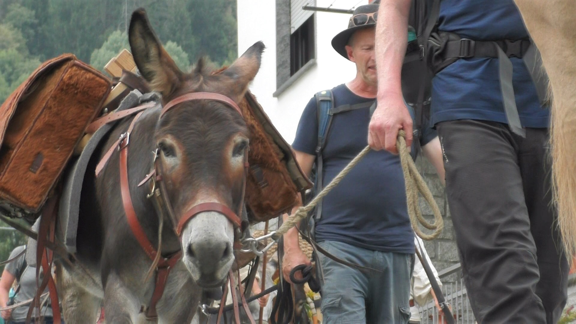 mulo guidato da una persona a piedi