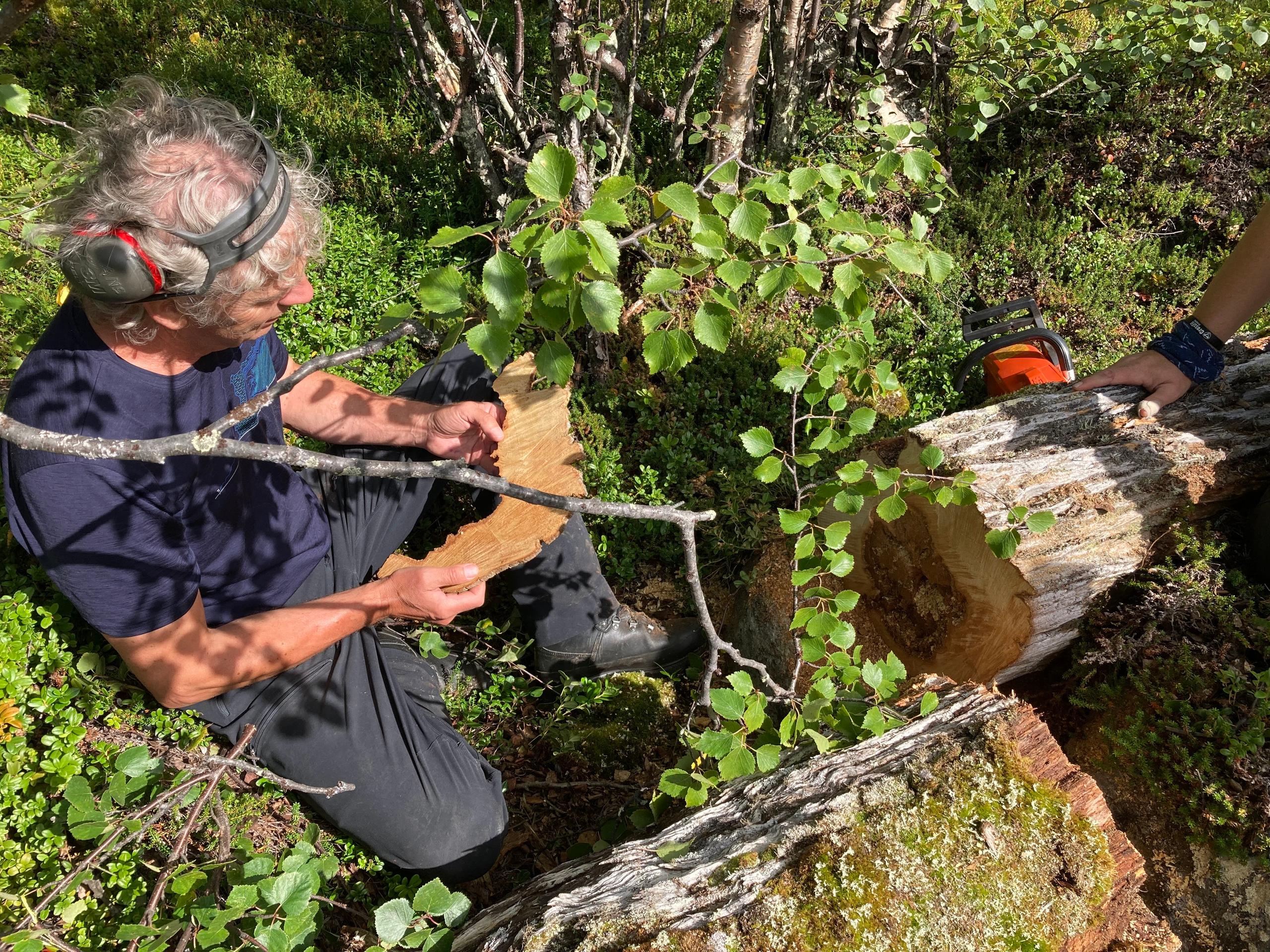 persona esamina corteccia di un albero