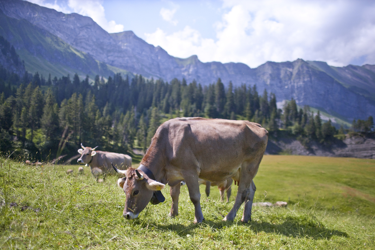 cows on Alpine pasture