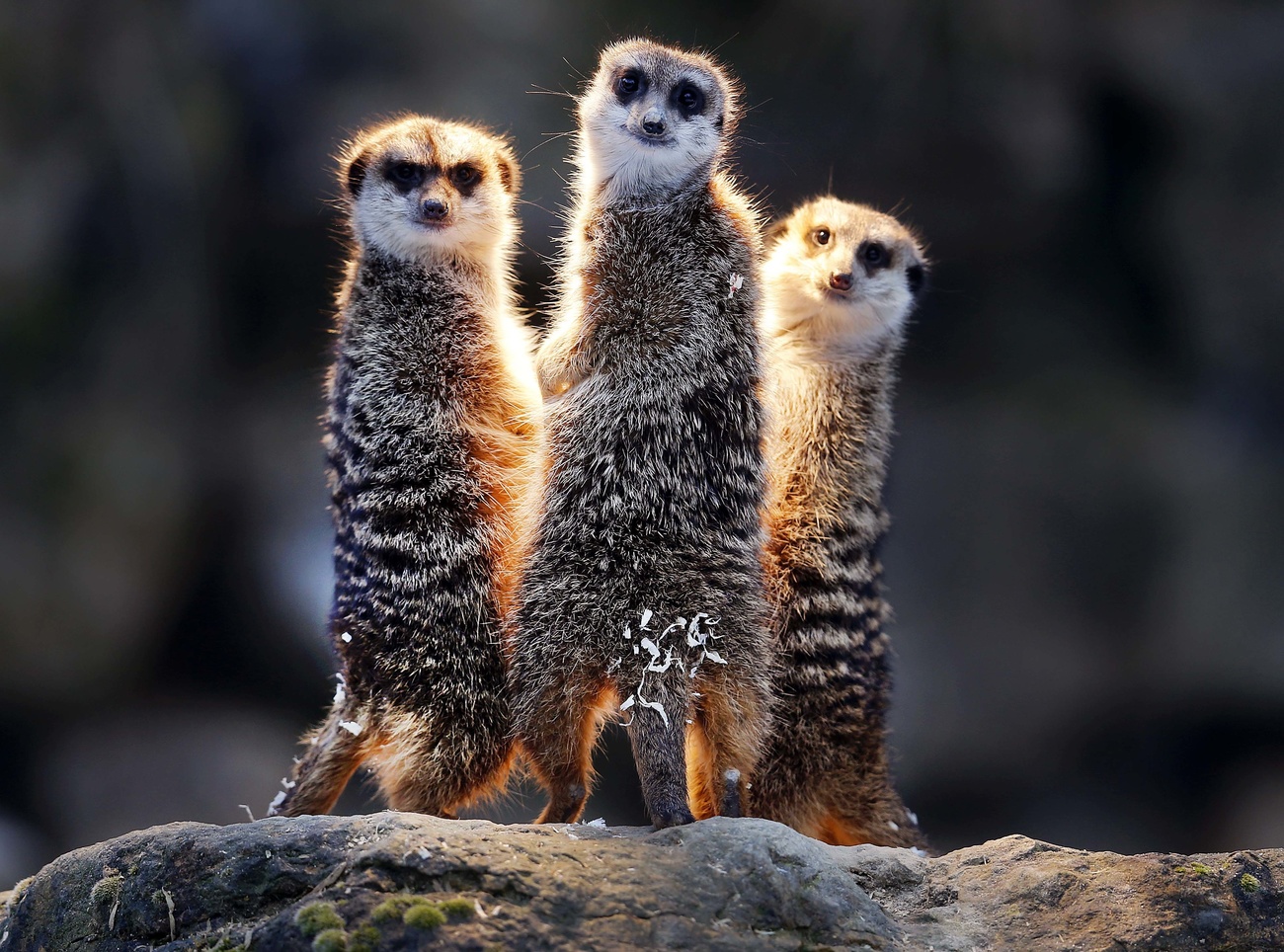Three meerkats