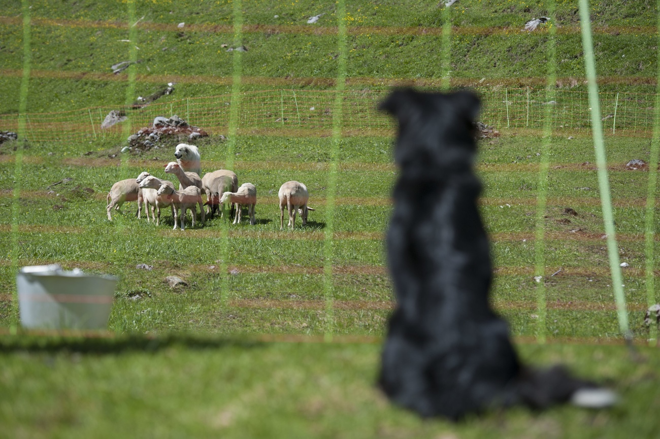 Non solo cani pastore. I ferormoni potrebbero tenere i lupi lontani dalle greggi.